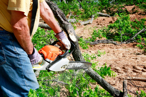 Best Tree Trimming and Pruning  in Homewood, SC